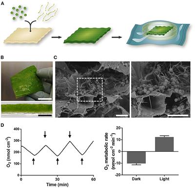 A First in Human Trial Implanting Microalgae Shows Safety of Photosynthetic Therapy for the Effective Treatment of Full Thickness Skin Wounds